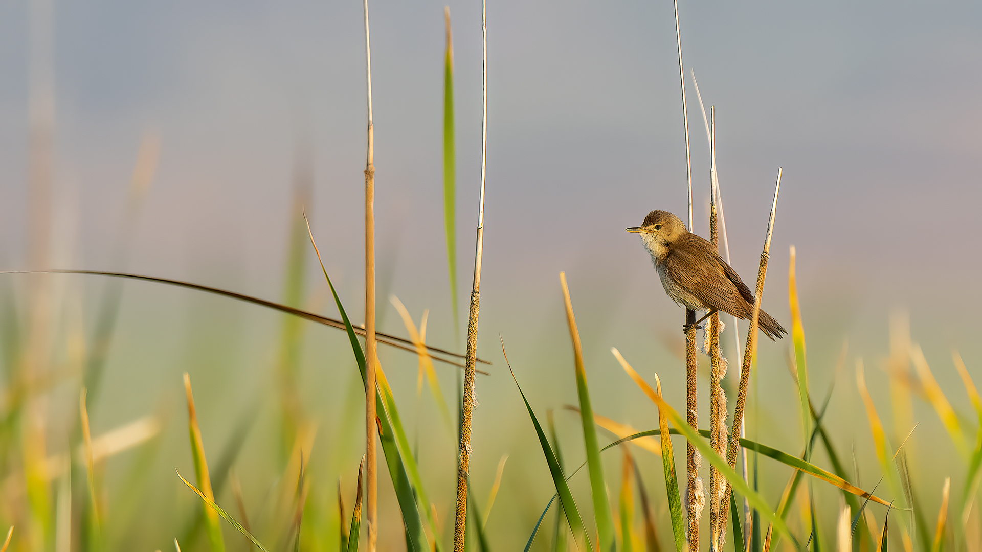 Eurasian Reed Warbler